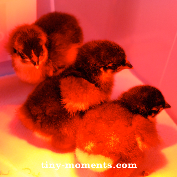 Cute Little Chickies